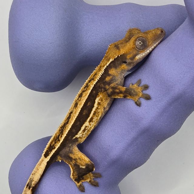 핀스트라이프 풀핀 쿼드 엠티백 다크