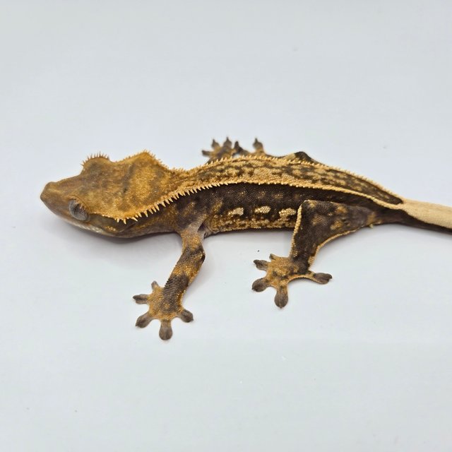 엠티백 쿼드 풀핀 핀스트라이프