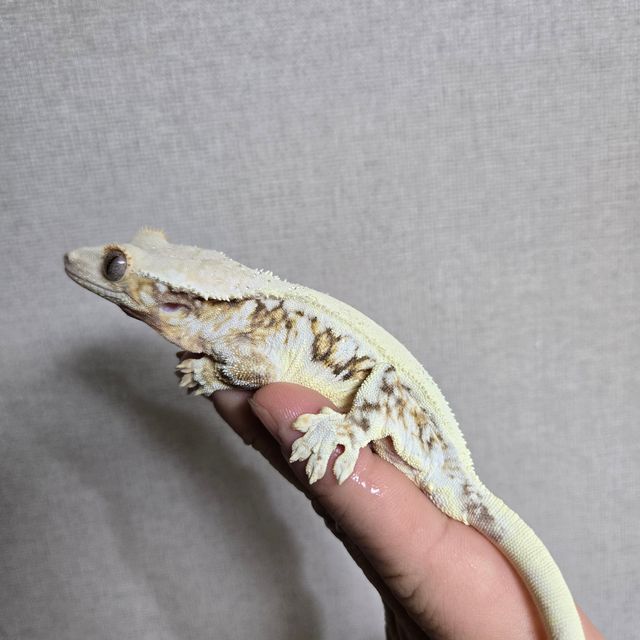 릴리화이트 트라이