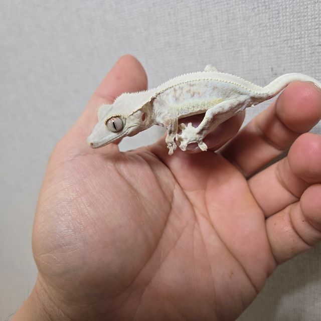 릴리화이트 트라이 솔리드백 화이트