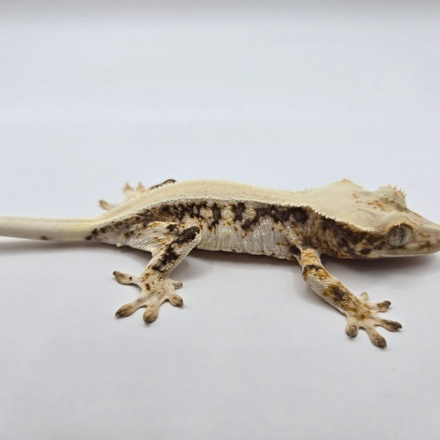 릴리화이트 솔리드백 트라이 드리피 화이트스팟