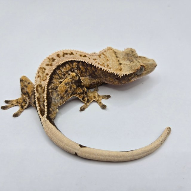 노멀 트라이 핀스트라이프 풀핀 쿼드