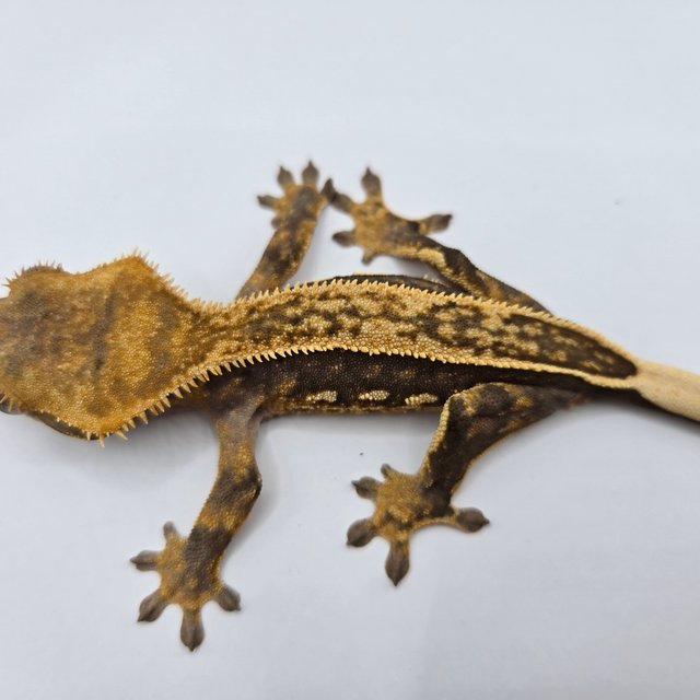 엠티백 쿼드 풀핀 핀스트라이프