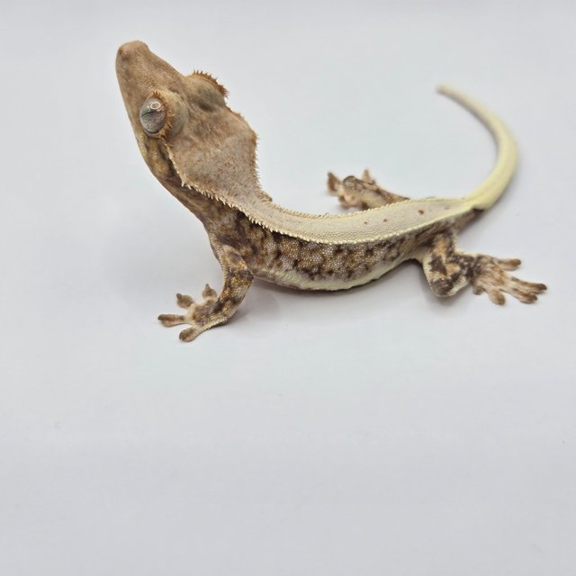 릴리화이트 트라이 화이트스팟