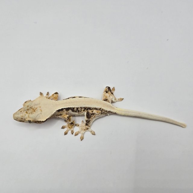 릴리화이트 솔리드백 트라이 드리피 화이트스팟