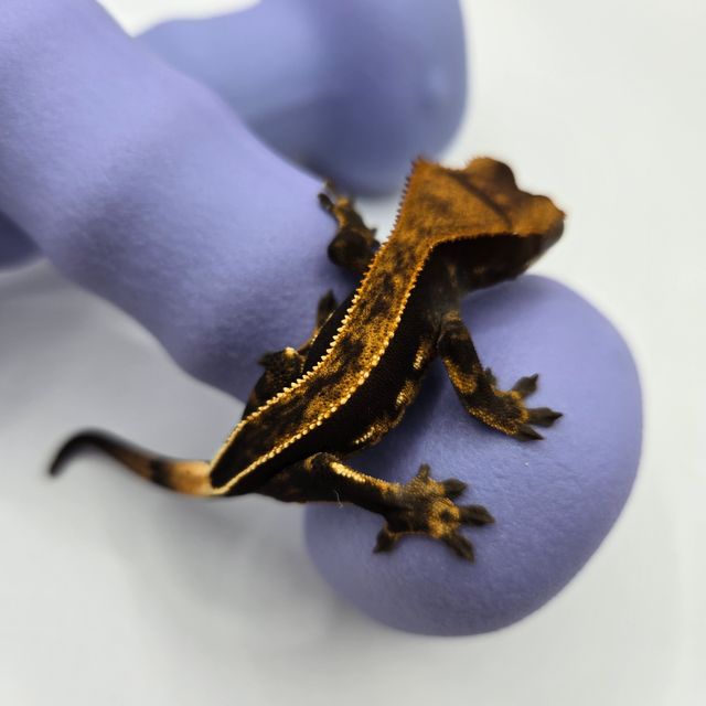 엠티백 쿼드 풀핀 핀스트라이프 다크