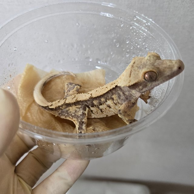 노멀 화이트스팟 화이트포트홀 화이트핀 핀스트라이프 화이트