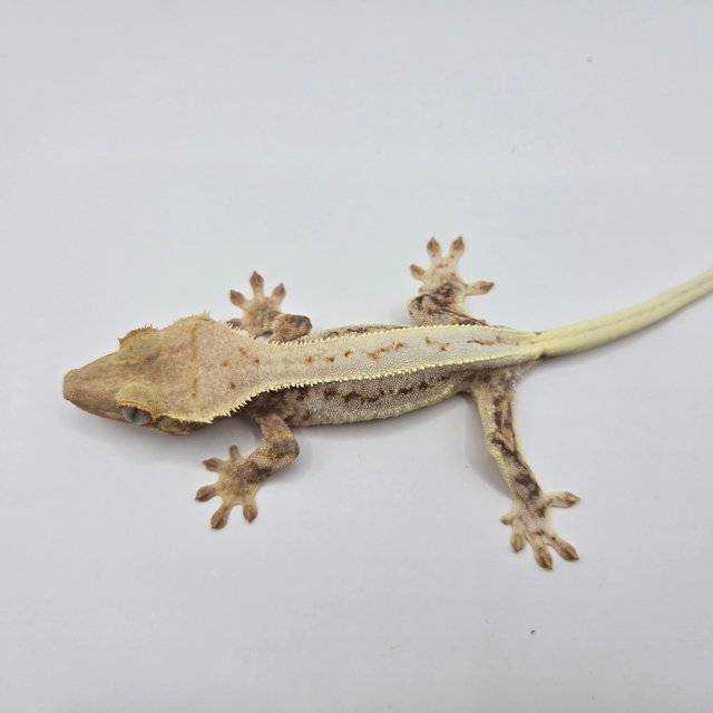 릴리화이트 드리피