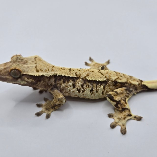 트라이 익스트림할리퀸