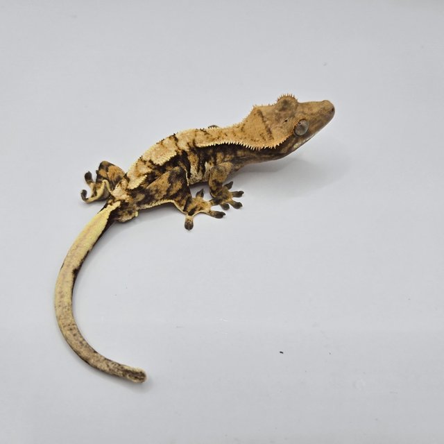 트라이 익스트림할리퀸