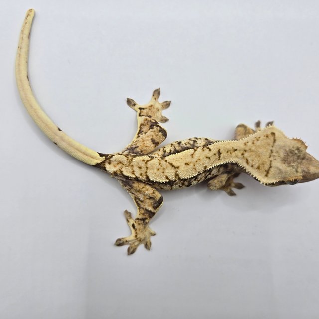 트라이 익스트림할리퀸