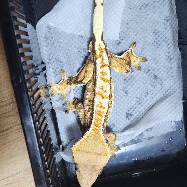 트라이 핀스트라이프