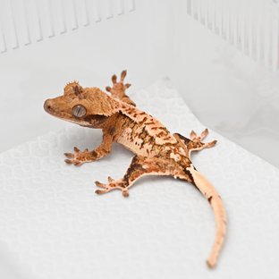 노멀 트라이 익스트림할리퀸 화이트스팟