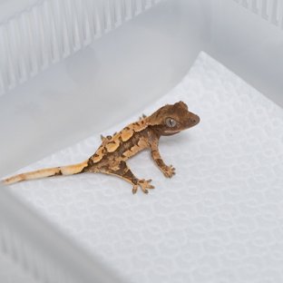 화이트 스팟 트익할
