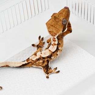 노멀 트라이 익스트림할리퀸 할리퀸