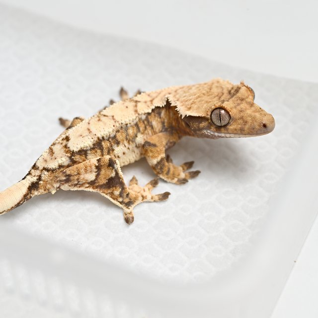 노멀 트라이 화이트스팟 익스트림할리퀸