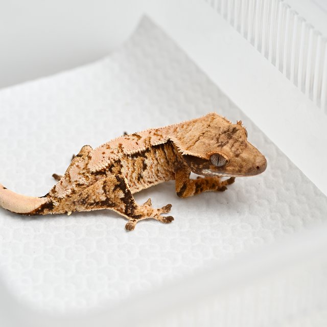 노멀 트라이 익스트림할리퀸