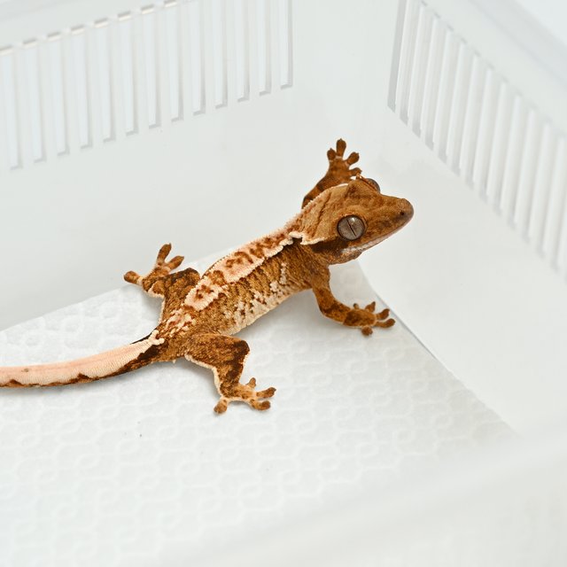 노멀 트라이 익스트림할리퀸 화이트스팟 텐저린