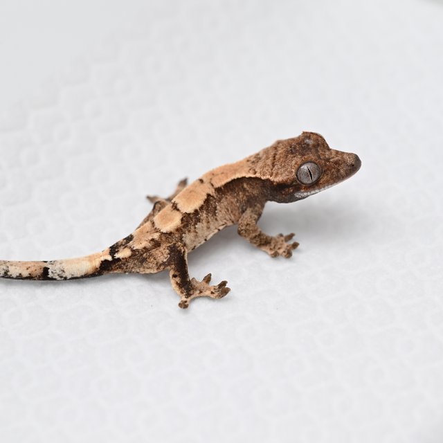 세이블