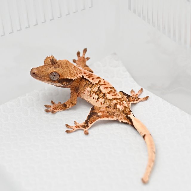 노멀 트라이 익스트림할리퀸 화이트스팟