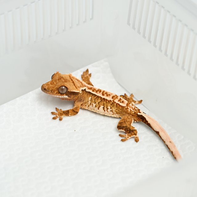 노멀 트라이 익스트림할리퀸 화이트스팟 텐저린