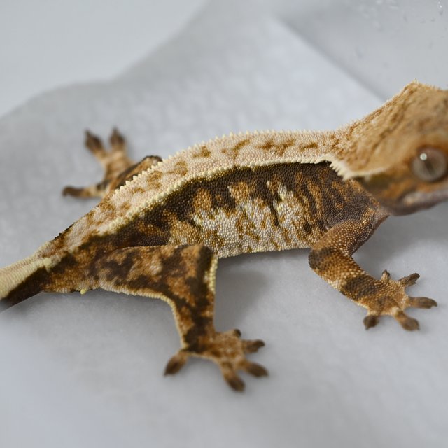 노멀 트라이 익스트림할리퀸