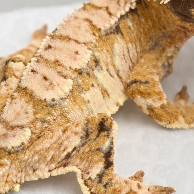 노멀 트라이 익스트림할리퀸 텐저린 화이트스팟