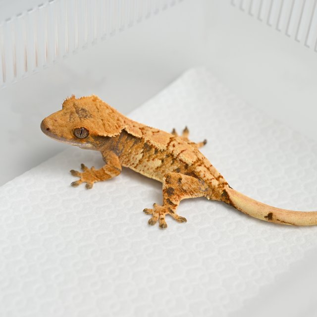 노멀 트라이 익스트림할리퀸 텐저린