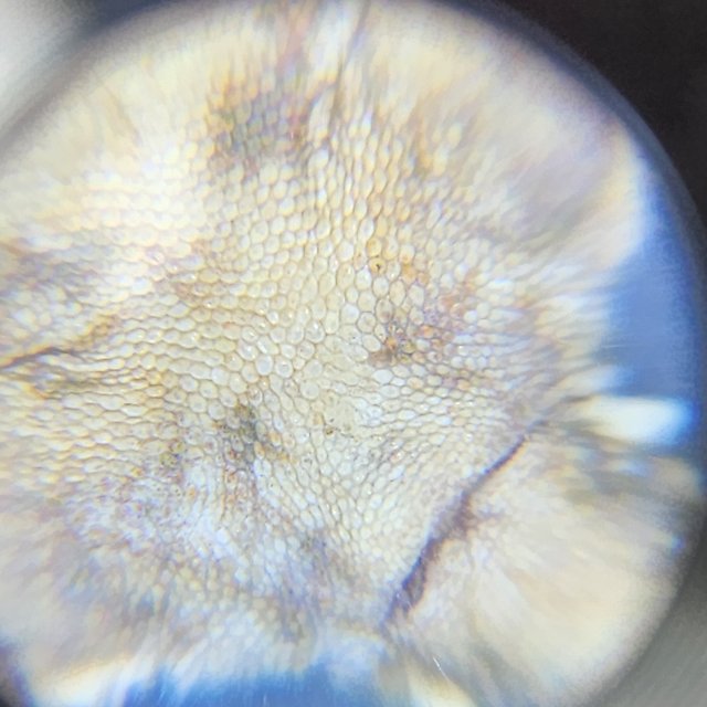 트라이 익스트림할리퀸 화이트스팟 텐저린