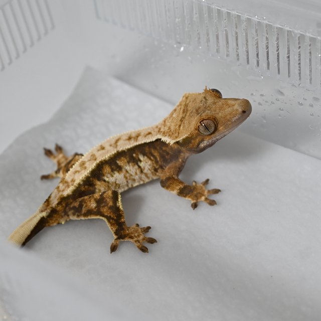 노멀 트라이 익스트림할리퀸