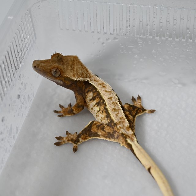 노멀 트라이 익스트림할리퀸