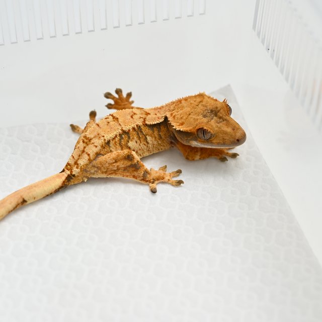 노멀 트라이 익스트림할리퀸 텐저린