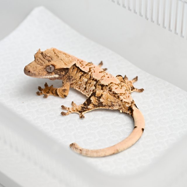 노멀 트라이 익스트림할리퀸