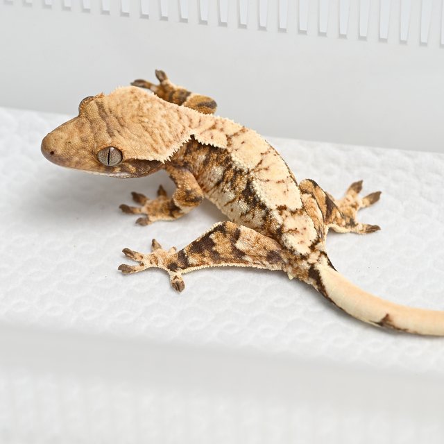 노멀 트라이 화이트스팟 익스트림할리퀸