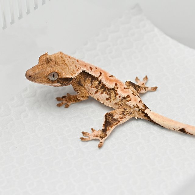 트라이 익스트림할리퀸 화이트스팟 텐저린