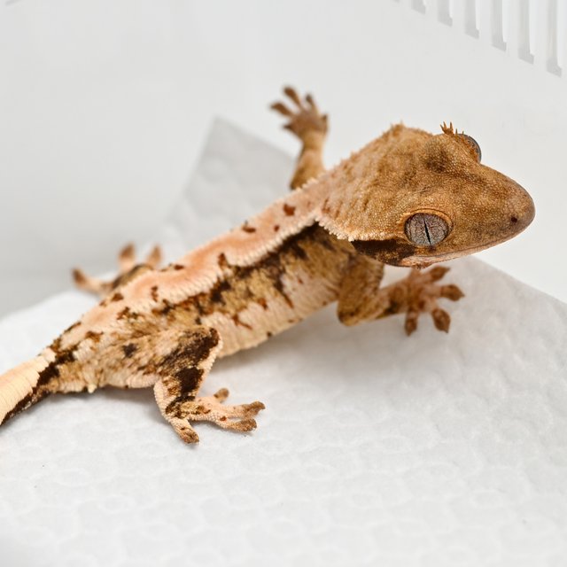 트라이 익스트림할리퀸 화이트스팟 텐저린