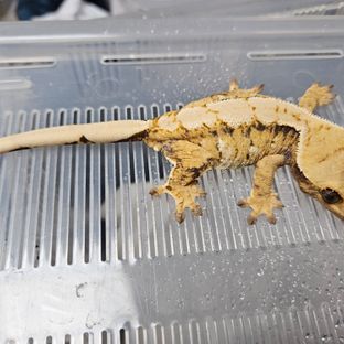 노멀 드리피 화이트스팟 익스트림할리퀸 트라이