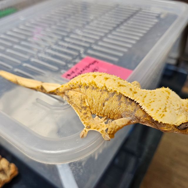 노멀 트라이 화이트스팟 드리피 익스트림할리퀸