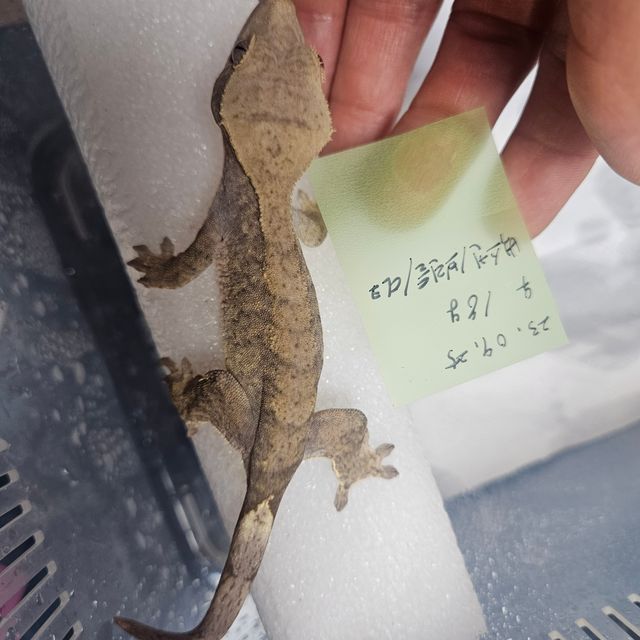 벅스킨 브린들 다크