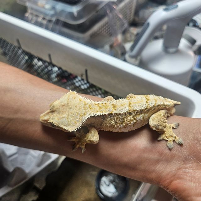 트라이 화이트스팟 드리피