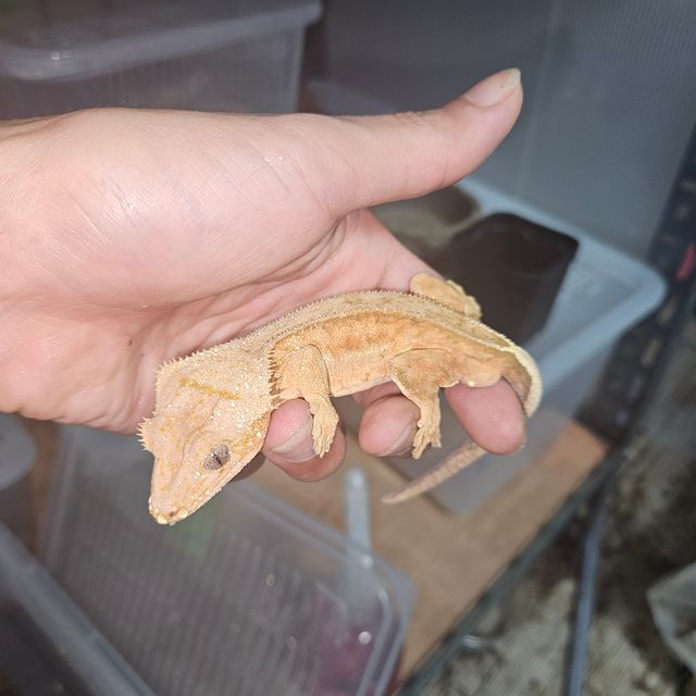 노멀 팬텀 스트로베리 옐로우 레드