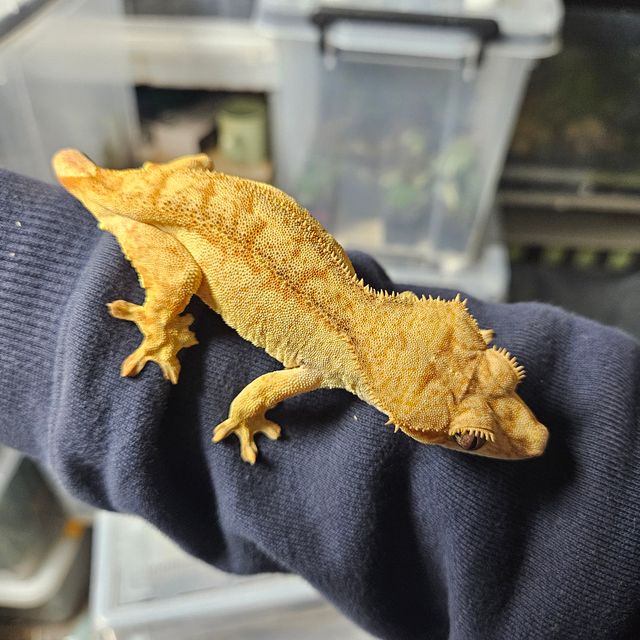 노멀 벅스킨 스트로베리