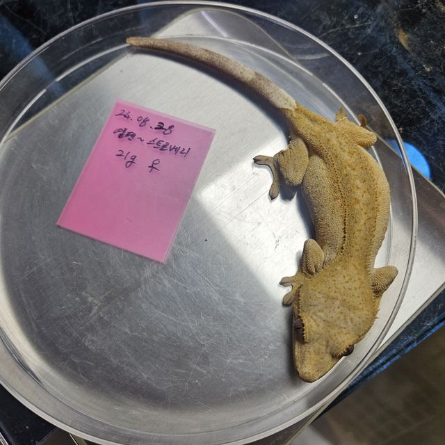 옐로우 스트로베리 벅스킨