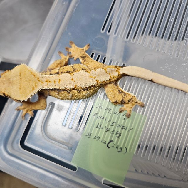 노멀 드리피 화이트스팟 익스트림할리퀸 트라이