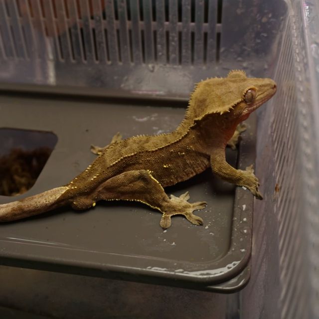 노멀 팬텀 다크