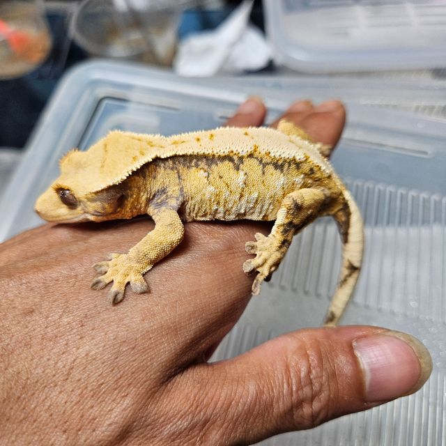 노멀 드리피 화이트스팟 익스트림할리퀸 트라이