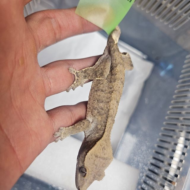 벅스킨 브린들 다크