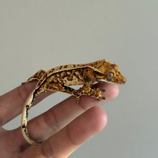 노멀 핀스트라이프 트라이