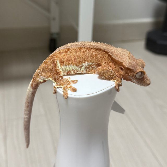 릴리100%헷아잔틱 팬텀