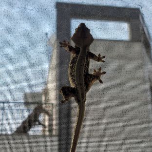 크롱
